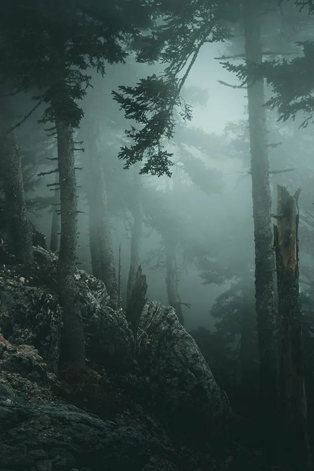 Forêt sombre — repérage terrain